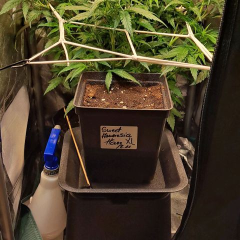 +Speed Auto growlog timeline photo
