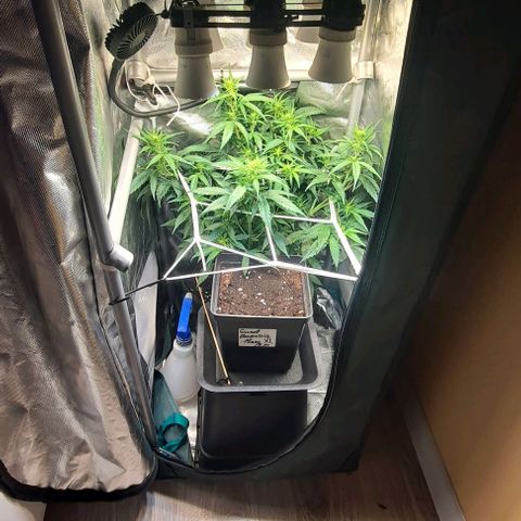 +Speed Auto growlog timeline photo