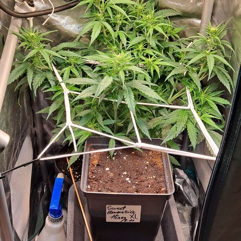 +Speed Auto growlog timeline photo