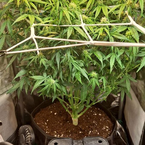 +Speed Auto growlog timeline photo