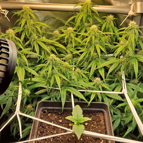 +Speed Auto growlog timeline photo