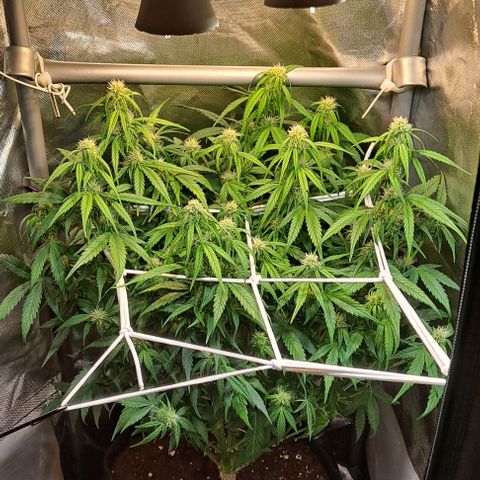 +Speed Auto growlog timeline photo