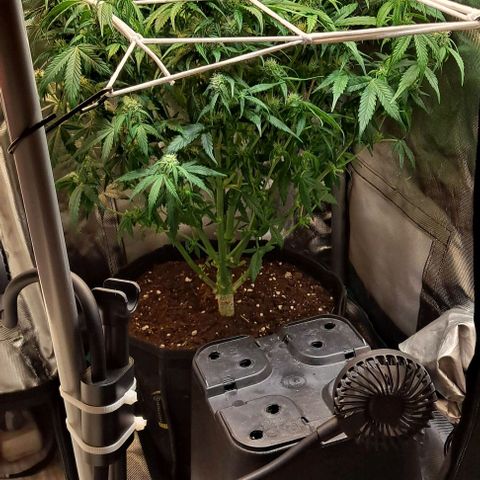 +Speed Auto growlog timeline photo