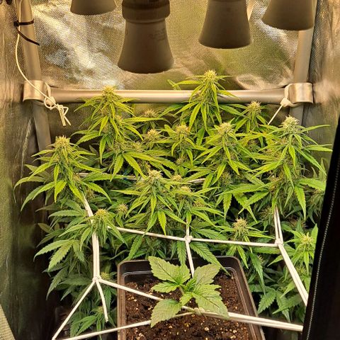 +Speed Auto growlog timeline photo