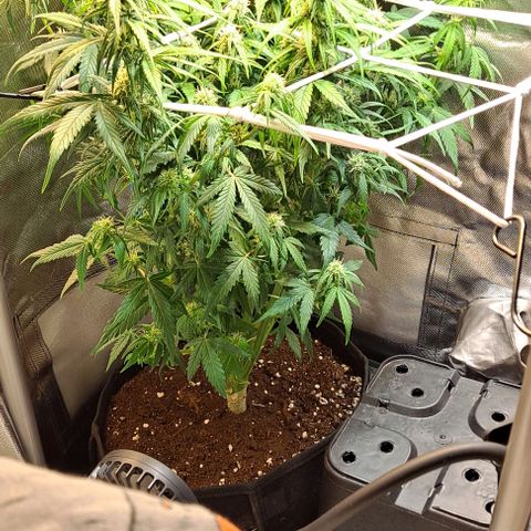 +Speed Auto growlog timeline photo
