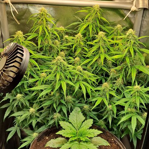 +Speed Auto growlog timeline photo