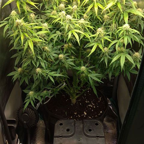 +Speed Auto growlog timeline photo