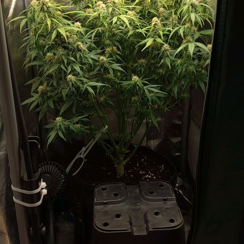 +Speed Auto growlog timeline photo