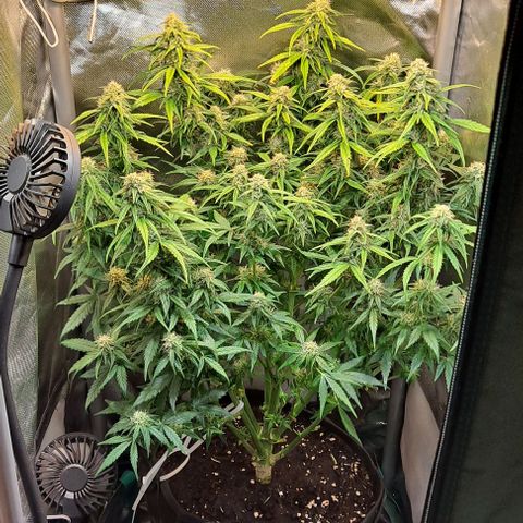+Speed Auto growlog timeline photo