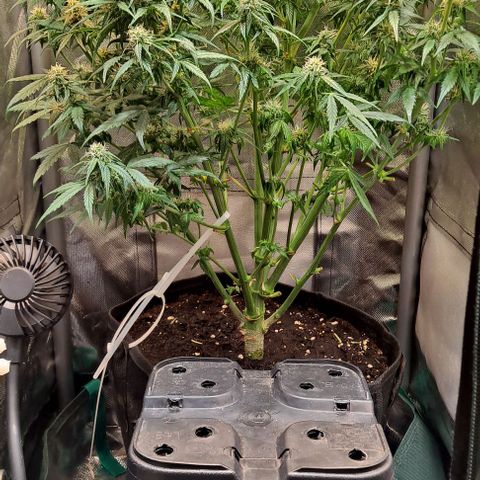 +Speed Auto growlog timeline photo