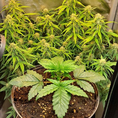 +Speed Auto growlog timeline photo