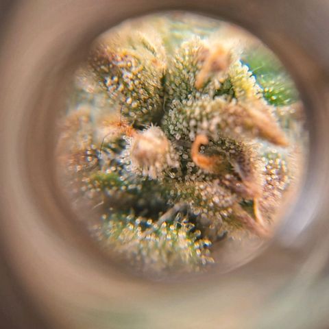 +Speed Auto growlog timeline photo