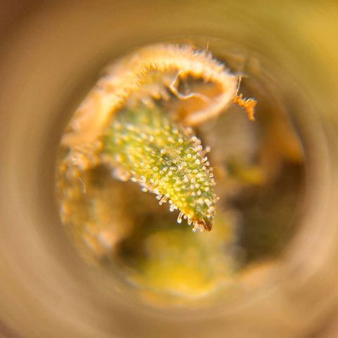 +Speed Auto growlog timeline photo