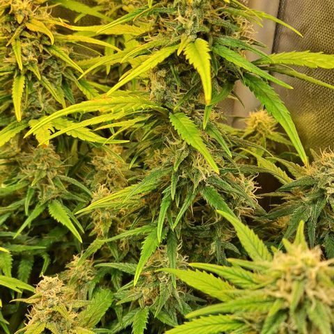 +Speed Auto growlog timeline photo