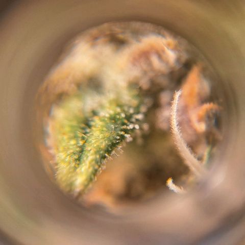 +Speed Auto growlog timeline photo