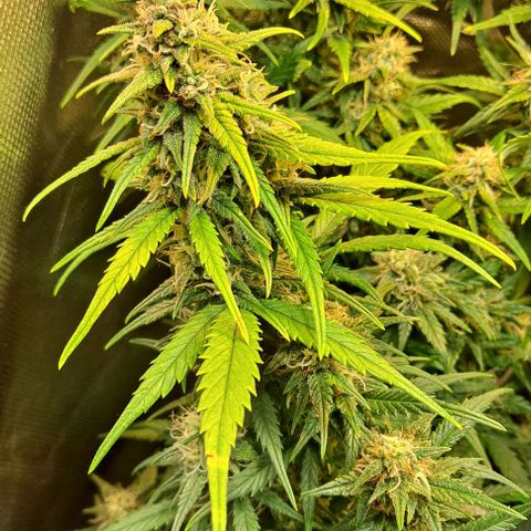 +Speed Auto growlog timeline photo