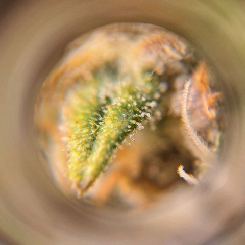 +Speed Auto growlog timeline photo