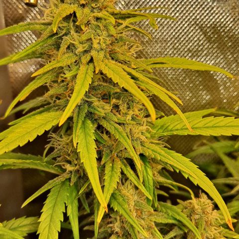 +Speed Auto growlog timeline photo