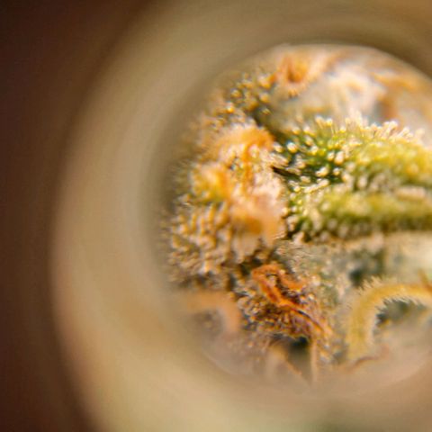 +Speed Auto growlog timeline photo
