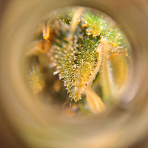 +Speed Auto growlog timeline photo