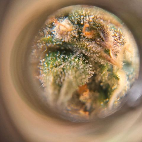 +Speed Auto growlog timeline photo