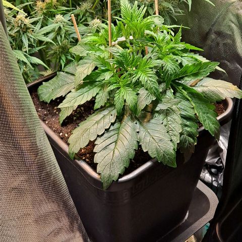 Sweet Amnesia Haze XL Auto growlog timeline photo