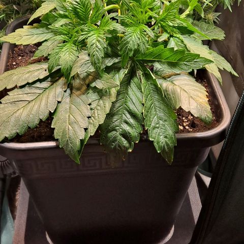 Sweet Amnesia Haze XL Auto growlog timeline photo