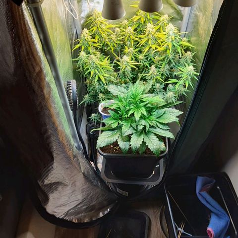 +Speed Auto growlog timeline photo
