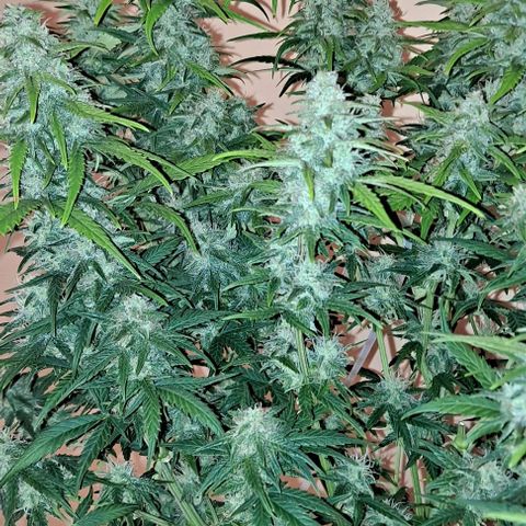 +Speed Auto growlog timeline photo