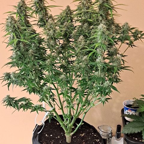 +Speed Auto growlog timeline photo