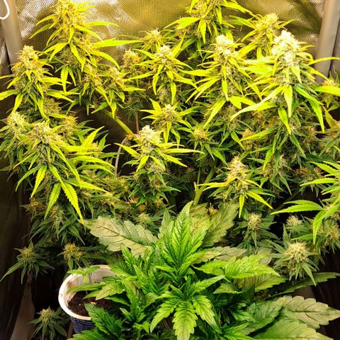 +Speed Auto growlog timeline photo