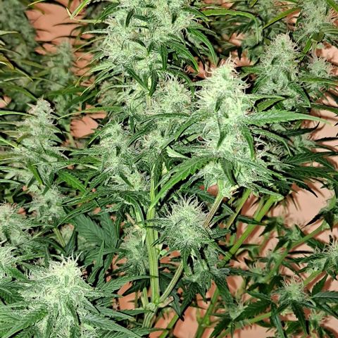 +Speed Auto growlog timeline photo