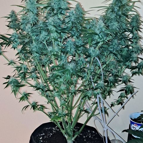 +Speed Auto growlog timeline photo