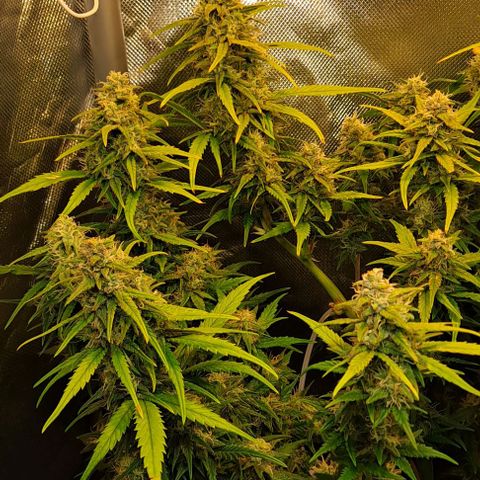 +Speed Auto growlog timeline photo