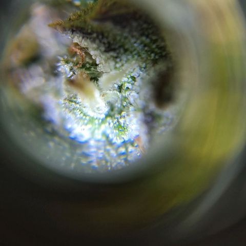 +Speed Auto growlog timeline photo