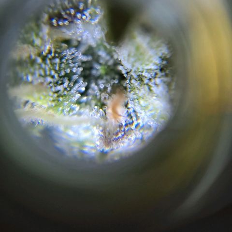 +Speed Auto growlog timeline photo