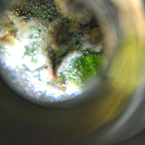+Speed Auto growlog timeline photo