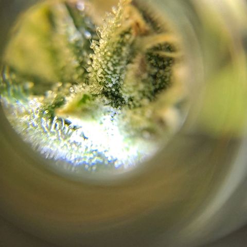 +Speed Auto growlog timeline photo