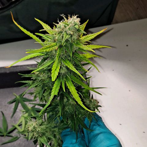 +Speed Auto growlog timeline photo