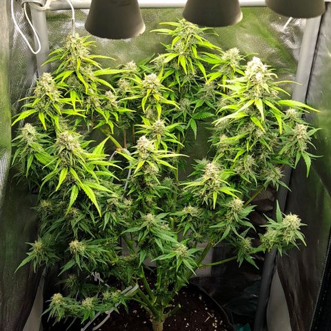 +Speed Auto growlog timeline photo