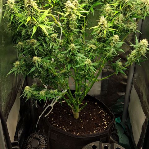 +Speed Auto growlog timeline photo