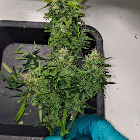 +Speed Auto growlog timeline photo