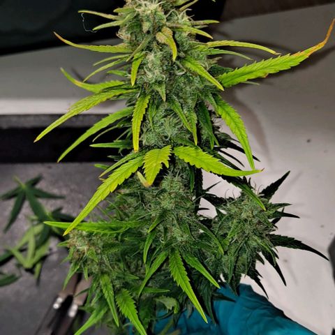 +Speed Auto growlog timeline photo