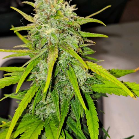 +Speed Auto growlog timeline photo