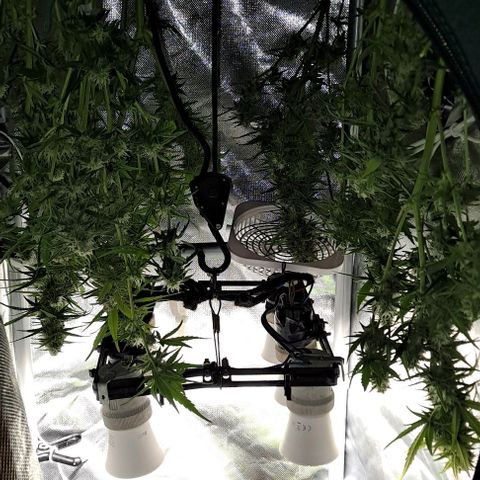 +Speed Auto growlog timeline photo