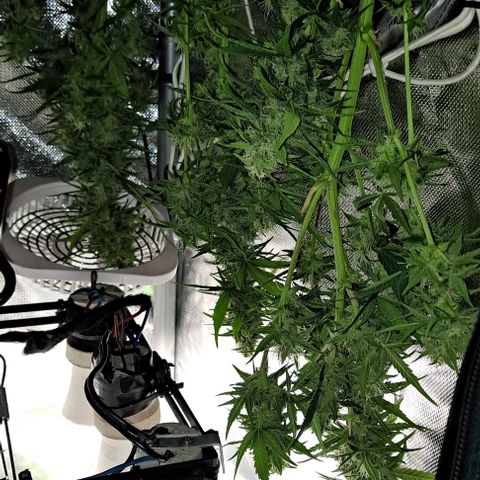 +Speed Auto growlog timeline photo