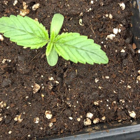 AK47 Autoflowering growlog timeline photo