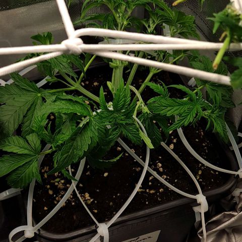 Sweet Amnesia Haze XL Auto growlog timeline photo