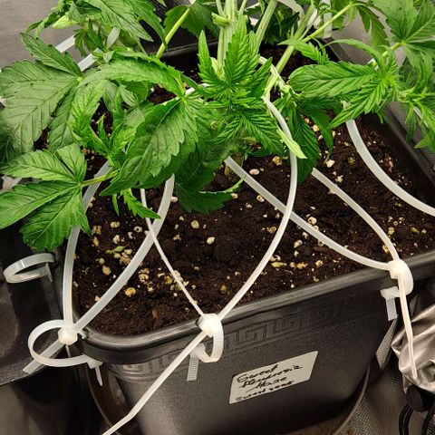 Sweet Amnesia Haze XL Auto growlog timeline photo