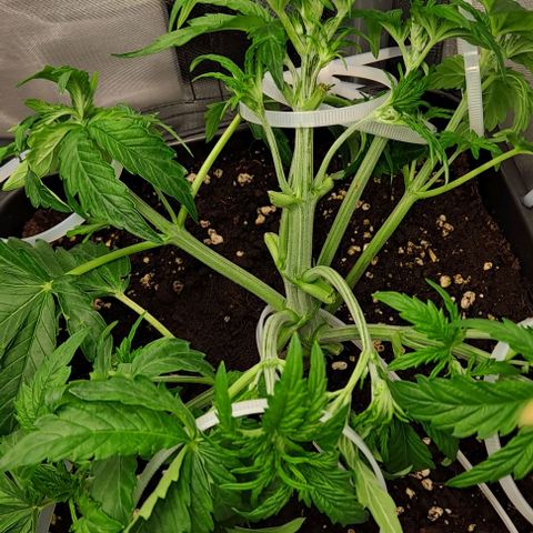 Sweet Amnesia Haze XL Auto growlog timeline photo